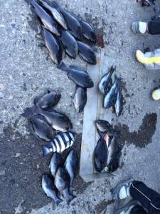 沖の赤島、3人で38cmまでのグレ9匹の釣…