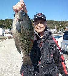 神谷、ケムリ島でフカセ釣り　グレ34cm