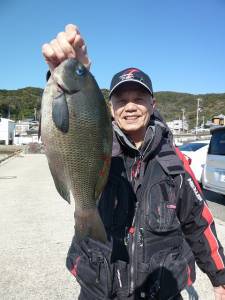 神谷、ケムリ島でフカセ釣り　グレ34cm