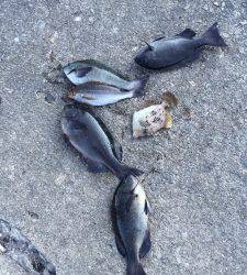 地のカンゴメ、下り潮が入りグレ釣れてました