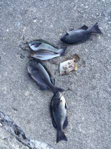 地のカンゴメ、下り潮が入りグレ釣れてました