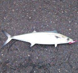 舞鶴湾内でサゴシ情報！ 佐波賀道沿いで試すとHIT