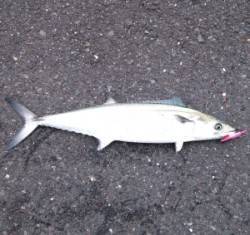 舞鶴湾内でサゴシ情報！ 佐波賀道沿いで試す…