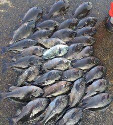 赤島の壁、9時からグレ爆釣！一人でグレ32匹はお見事です！