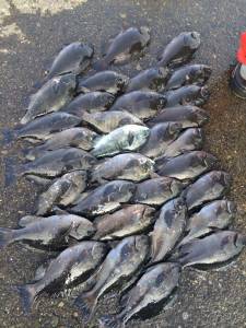 赤島の壁、9時からグレ爆釣！一人でグレ32匹はお見事です！