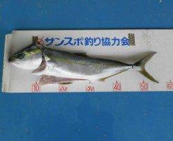 内浦湾の波止でジギング　ハマチがHITしました♪