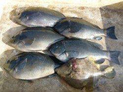 ヒラバエと沖一文字内向きでのカゴ釣り、グレ等の釣果