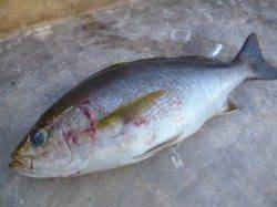 ヒラバエと沖一文字内向きでのカゴ釣り、グレ等の釣果