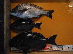 ノコギリでのフカセ釣りでマダイ58㎝