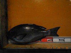 ノコギリでのフカセ釣りでマダイ58㎝