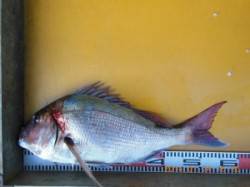 ノコギリでのフカセ釣りでマダイ58㎝