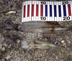 音海の波止でヤリイカ　今後に期待です。