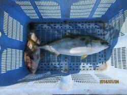 【24日】田井の釣り堀でメジロにマダイ！