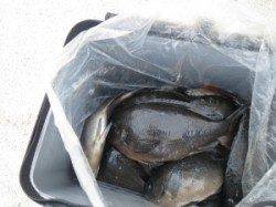 丸島の釣果です☆良型グレ筆頭に13枚も釣れました！