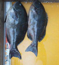 三尾の磯フカセ釣り、グレ49㎝と45㎝の良型2枚！
