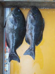 三尾の磯フカセ釣り、グレ49㎝と45㎝の良…