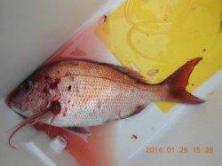 三尾の磯フカセ釣り、グレ49㎝と45㎝の良型2枚！