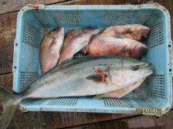 田井の釣り堀　メジロ＆マダイ釣果