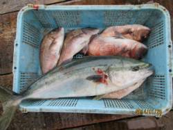 田井の釣り堀　メジロ＆マダイ釣果