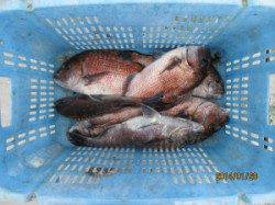 28日：田井観光フィッシング　海上釣堀はマダイ好調でした