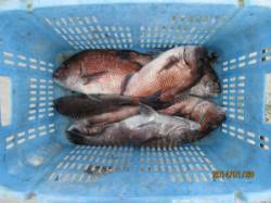 28日：田井観光フィッシング　海上釣堀はマ…