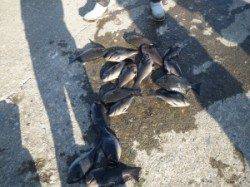 ウノクソの釣果です☆朝から調子良く釣れてました