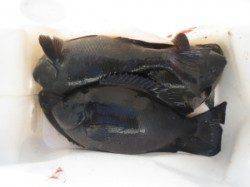 地のカンゴメ・コレバイでも良型グレ釣れました♪