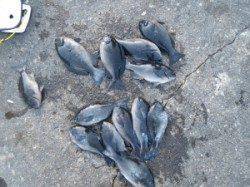 赤島の三角、40センチオーバーのグレも釣れました！