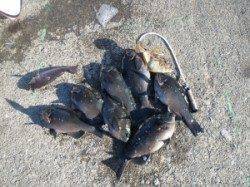 エンイチ＆双子の親でもフカセでグレの好釣果！