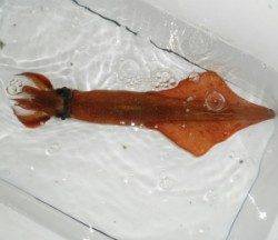 内浦湾の波止でヤリイカ胴長33cm～半夜で貴重な１パイ