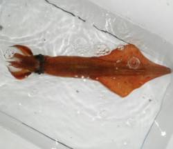 内浦湾の波止でヤリイカ胴長33cm～半夜で…