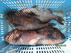 田井の釣り堀で立派なマダイGET！