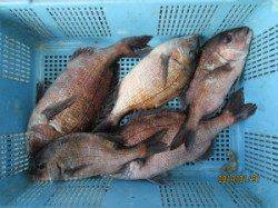 田井の釣り堀で立派なマダイGET！