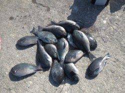 グレの喰い激渋?赤島の壁では数釣れていました