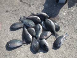 グレの喰い激渋？赤島の壁では数釣れていまし…