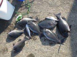 赤島の三角・エンイチでのボイルフカセ釣果