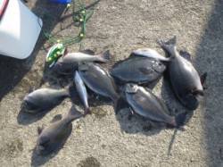 赤島の三角・エンイチでのボイルフカセ釣果