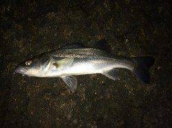 トゥイッチ→フォールの後に微かなアタリでセイゴ