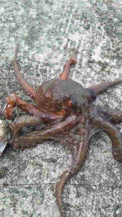 垂水漁港で投げ釣りをしながらタコ狙い　カレイにタコ