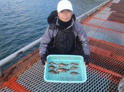 須磨海づり公園、落とし込みでガシラ