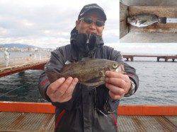 流し釣りでメバル記録賞！須磨海づり公園