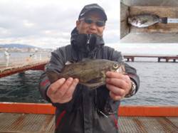 流し釣りでメバル記録賞！須磨海づり公園