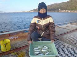 須磨海釣り公園、サビキでアジ釣れてます