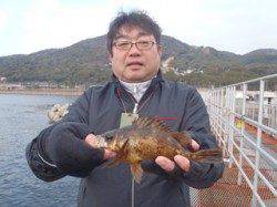 須磨海釣り公園　落とし込みでメバル24cm