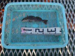 アイナメ24cmを落し込みで in 須磨海釣り公園