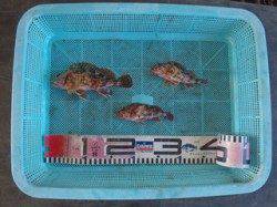 須磨海釣り公園、落とし込みでガシラの釣果