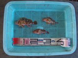 須磨海釣り公園、落とし込みでガシラの釣果