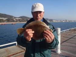 カゴ天びんでメイタガレイ、須磨海づり公園