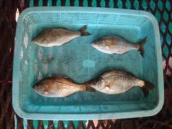 須磨海釣り公園、胴突きでウミタナゴの釣果