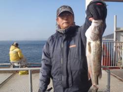 ウキ流し釣りで45cmのハネの釣果　須磨海…